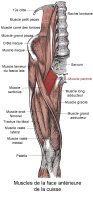 Muscle pectiné PhysioStudent